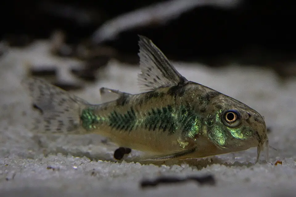 पेपर्ड कॉरिडोरस (Corydoras paleatus)