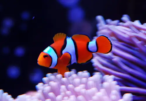 पर्क्युला क्लौनफिश (Amphiprion percula)