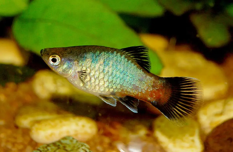 પ્લેટી (Xiphophorus maculatus)