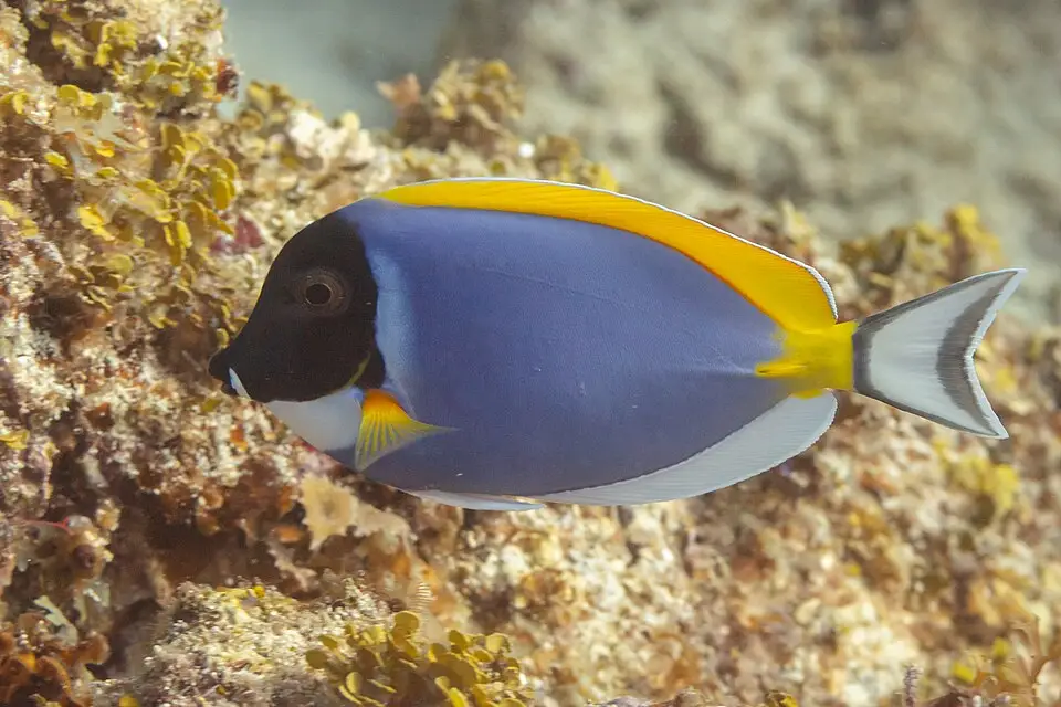 પાવડર બ્લૂ ટેંગ (Acanthurus leucosternon)