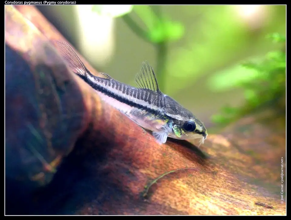 પિગ્મી કોરિડોરાસ (Corydoras pygmaeus)