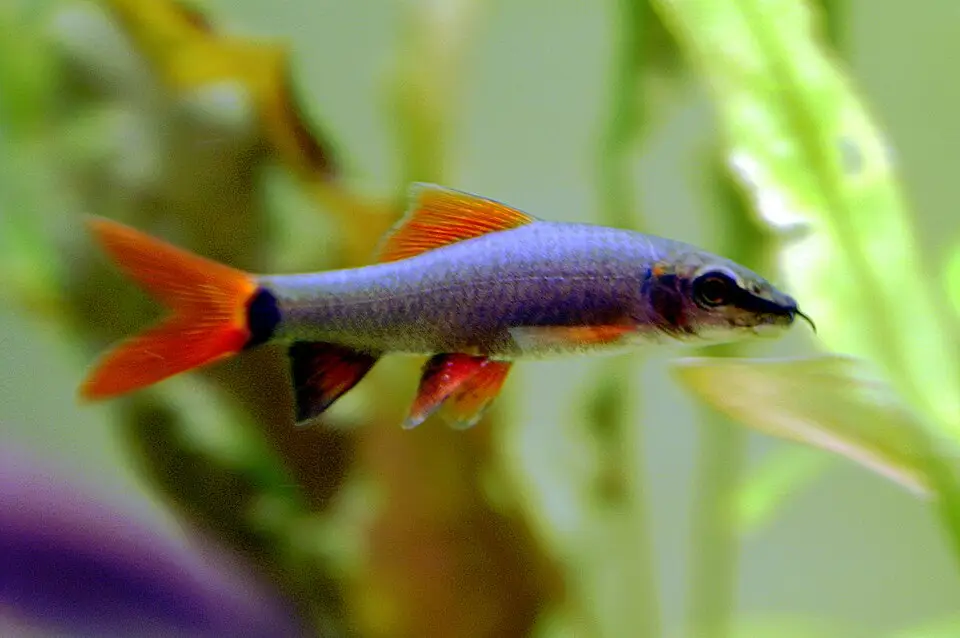રેઈન્બો શાર્ક (Epalzeorhynchos frenatum)