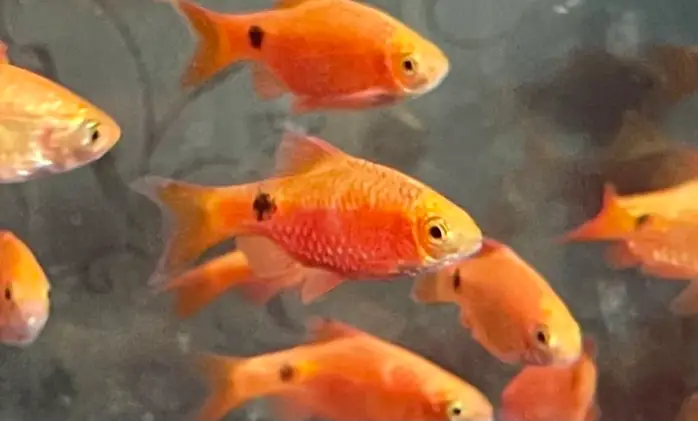 રોઝી બાર્બ (Pethia conchonius)