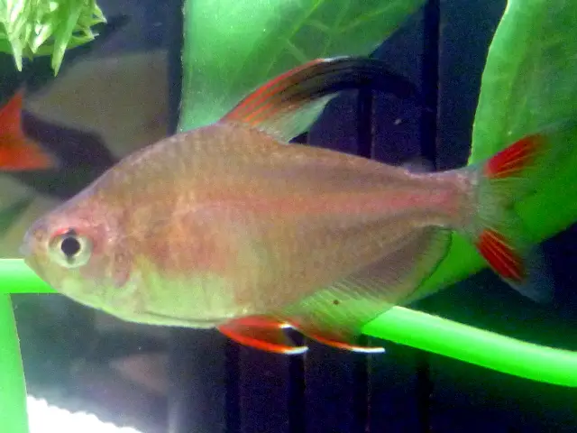 ರೋಸಿ ಟೆಟ್ರಾ (Hyphessobrycon rosaceus)