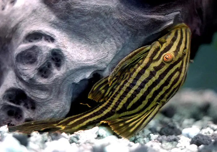 ರಾಯಲ್ ಪ್ಲೆಕೊ (Panaque nigrolineatus)
