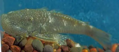 ರಬ್ಬರ್ ಲಿಪ್ ಪ್ಲೆಕೊ (Chaetostoma formosae)