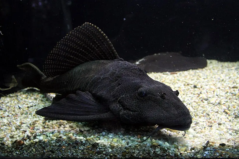 ಸೇಲ್ಫಿನ್ ಪ್ಲೆಕೋ (Pterygoplichthys gibbiceps)