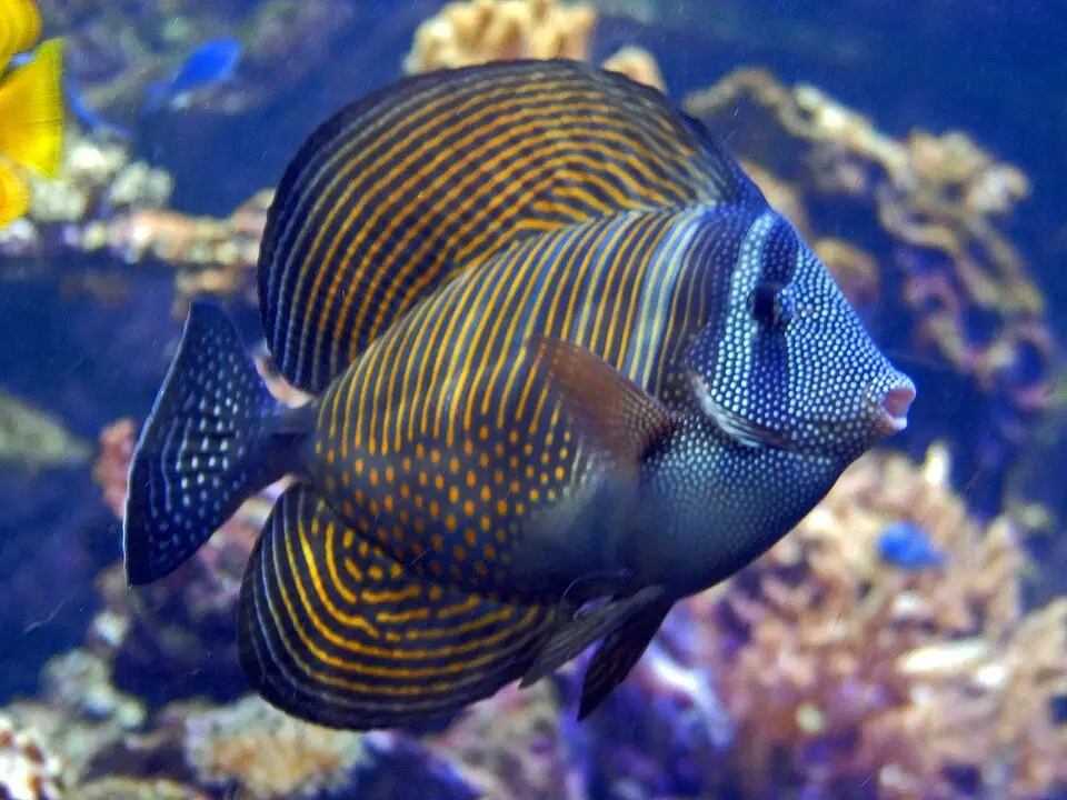 સેઇલફિન ટેંગ (Zebrasoma desjardinii)