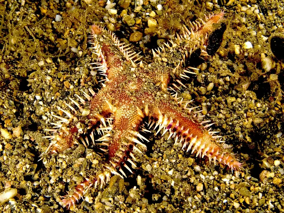 સેન્ડ સિફ્ટિંગ સ્ટારફિશ (Astropecten polyacanthus)