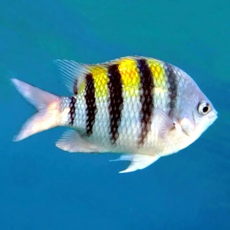 સાર્જન્ટ મેજર (Abudefduf saxatilis)