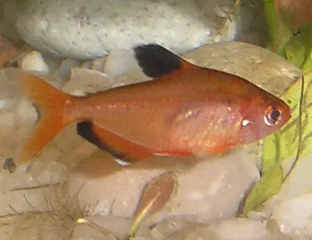 સર્પે ટેટ્રા (Hyphessobrycon eques)