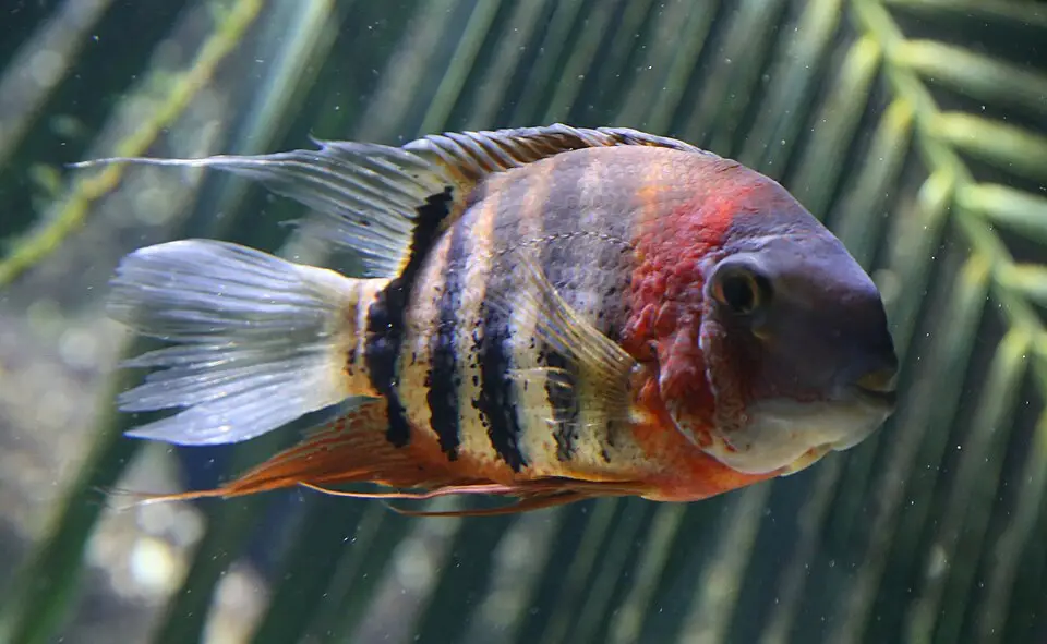 સેવેરમ (Heros efasciatus)