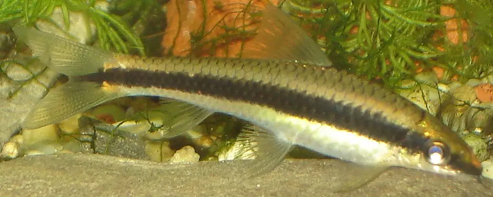 સિઆમીઝ એલ્ગી ઈટર (Crossocheilus oblongus)