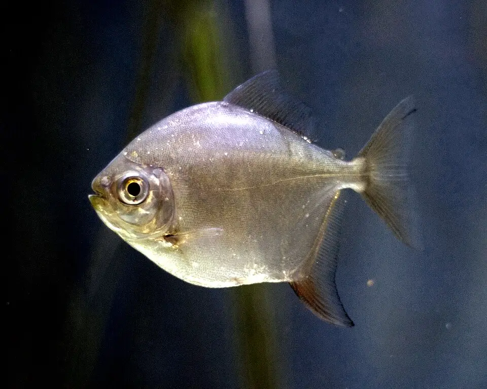 સિલ્વર ડૉલર (Metynnis argenteus)
