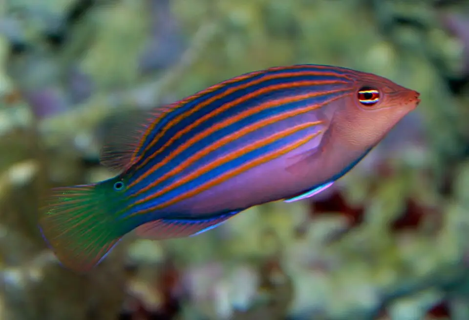 Seksstripet gylte (Pseudocheilinus hexataenia)