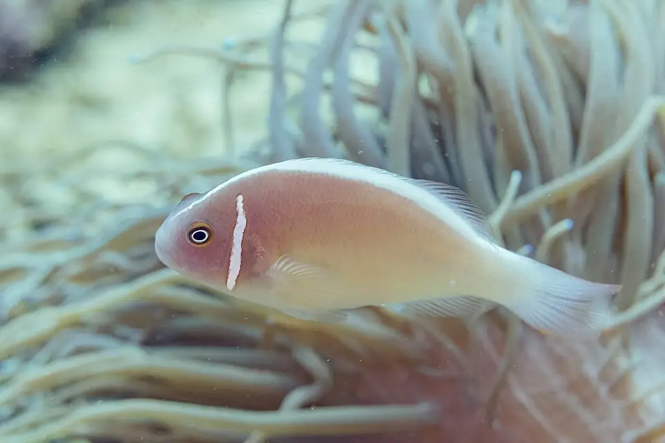स्कंक क्लाउनफिश (Amphiprion perideraion)