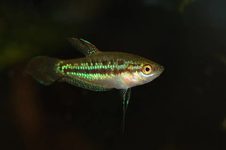 સ્પાર્કલિંગ ગૌરામી (Trichopsis pumila)