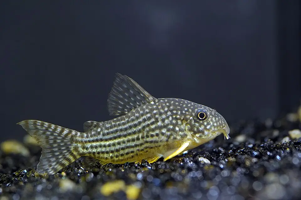 Sterbai corydoras (Corydoras sterbai)