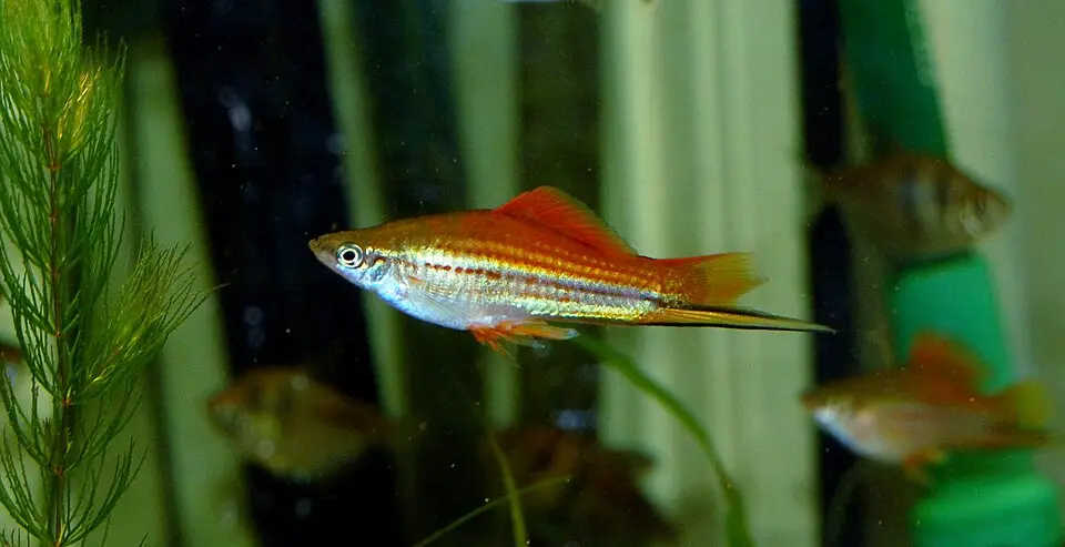 સ્વર્ડટેલ (Xiphophorus hellerii)