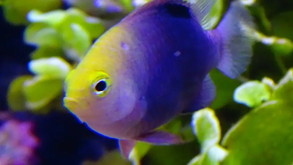 Talbots jomfrufisk (Chrysiptera talboti)