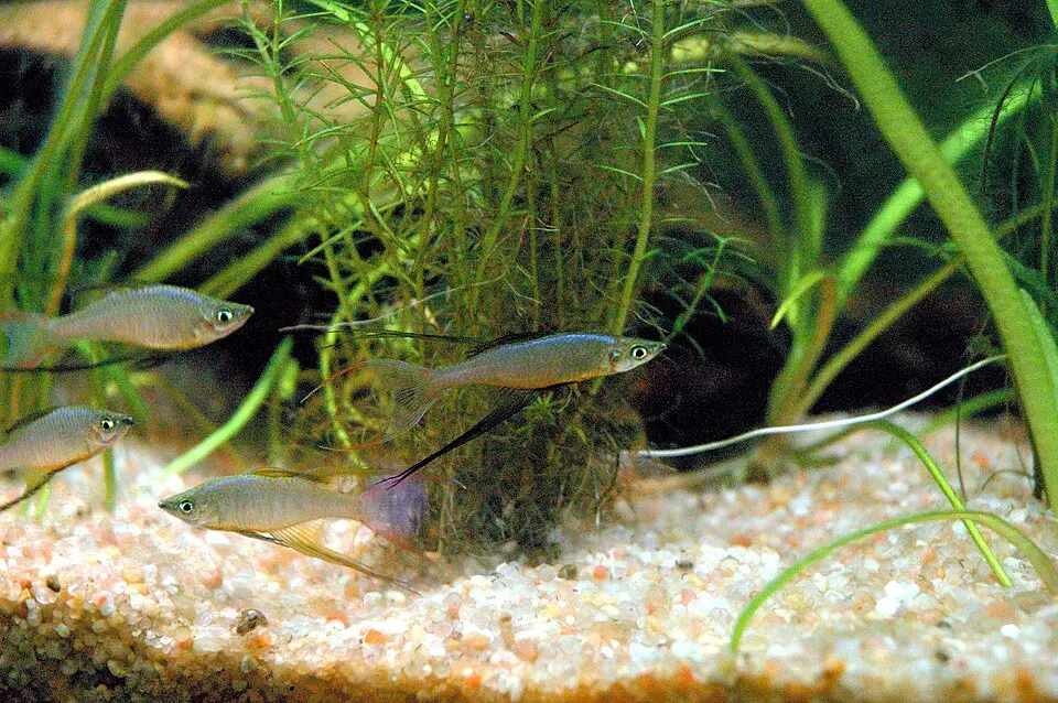 થ્રેડફિન રેઈનબોફિશ (Iriatherina werneri)
