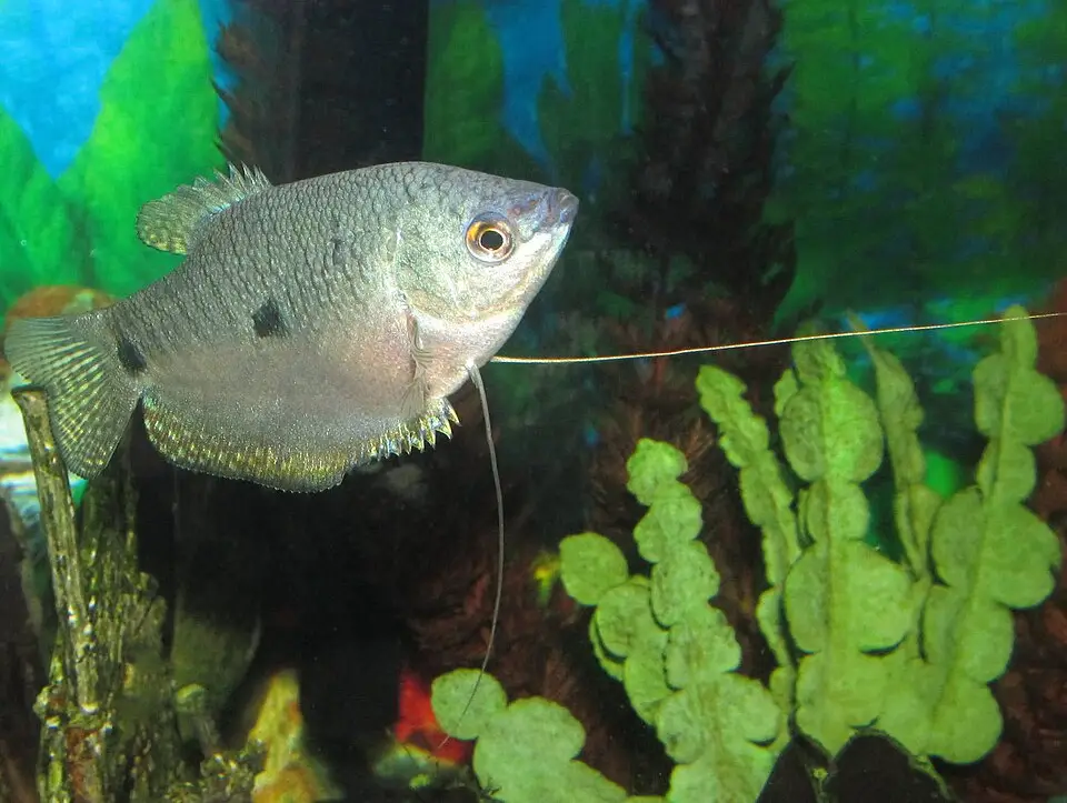 थ्री स्पॉट गुरामी (Trichopodus trichopterus)