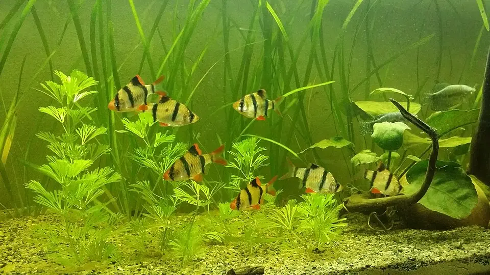ટાઇગર બાર્બ (Puntigrus tetrazona)