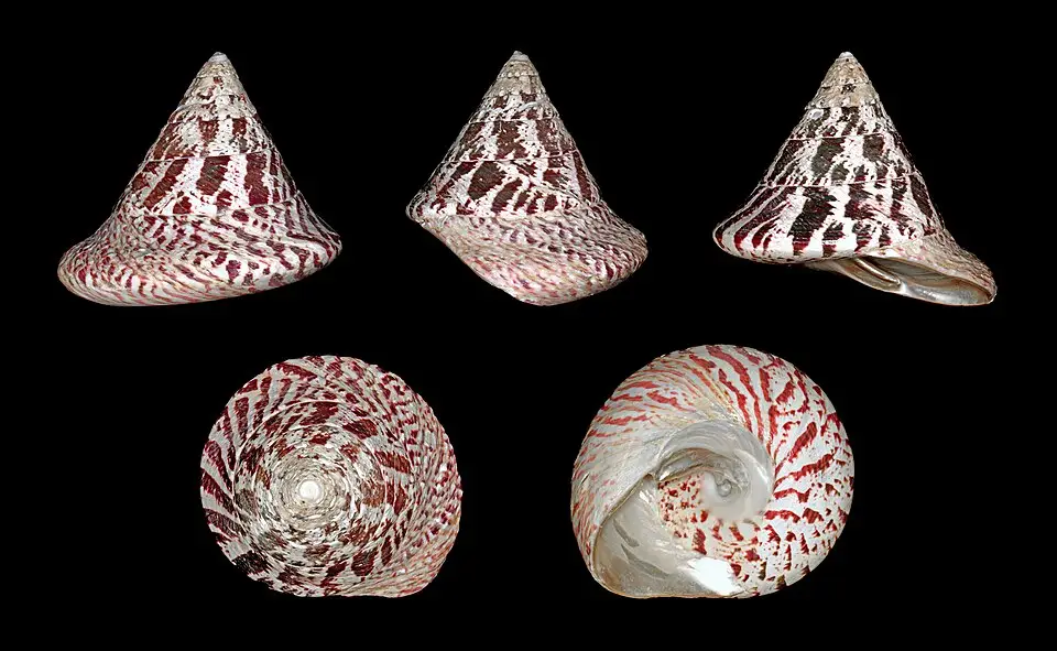 ਟ੍ਰੋਕਸ ਸਨੇਲ (Trochus niloticus)