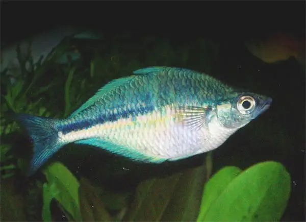 ટર્કોઇઝ રેઇનબોફિશ (Melanotaenia lacustris)