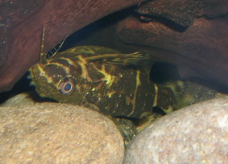 અપસાઇડ-ડાઉન કૅટફિશ (Synodontis nigriventris)