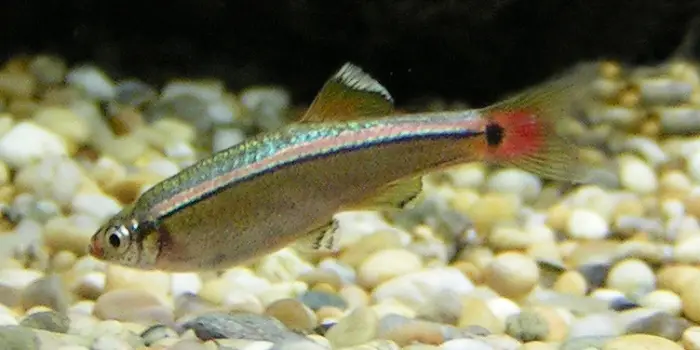 Kinesisk kardinalfisk (Tanichthys albonubes)