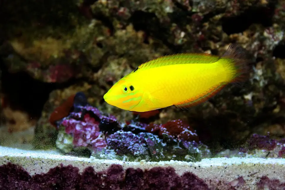 Gul gylte (Halichoeres chrysus)