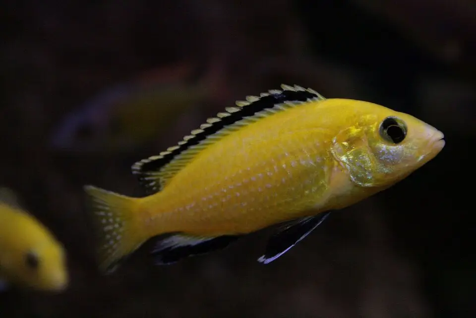 યેલો લેબ સિક્લિડ (Labidochromis caeruleus)