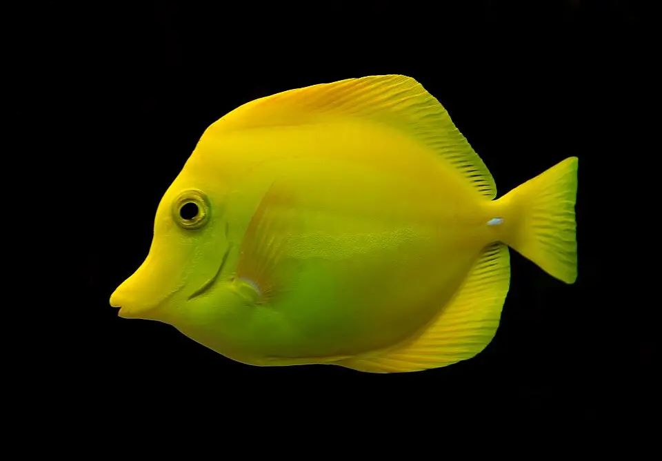 યેલો ટેંગ (Zebrasoma flavescens)