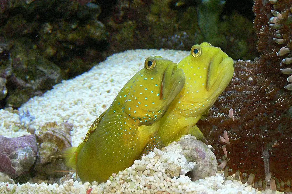 यलो वॉचमन गोबी (Cryptocentrus cinctus)