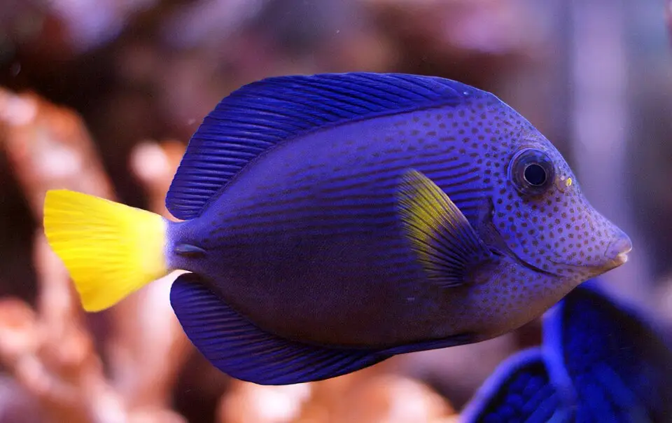Gulhalet kirurgfisk (Zebrasoma xanthurum)