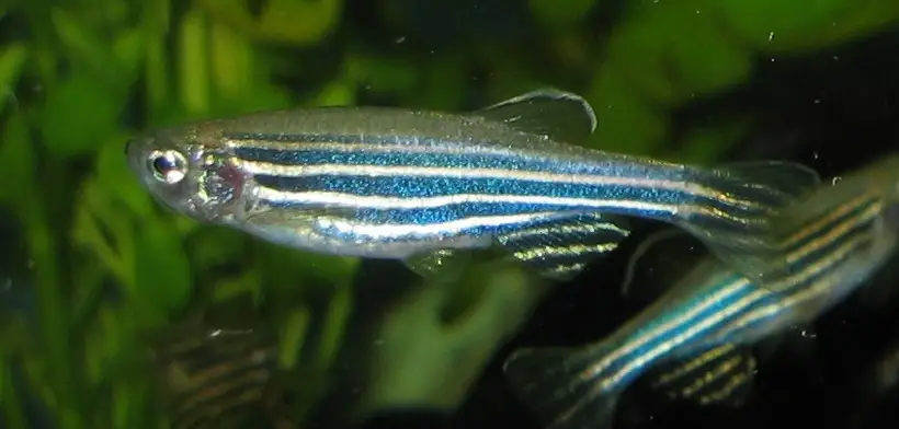 ਜ਼ੈਬਰਾ ਡੈਨੀਓ (Danio rerio)