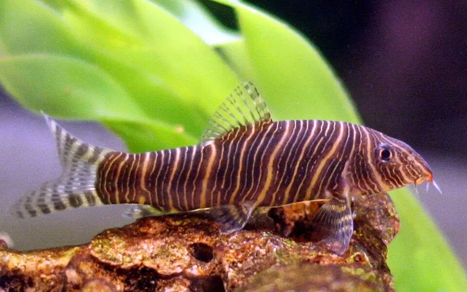 Zebrasmerling (Botia striata)