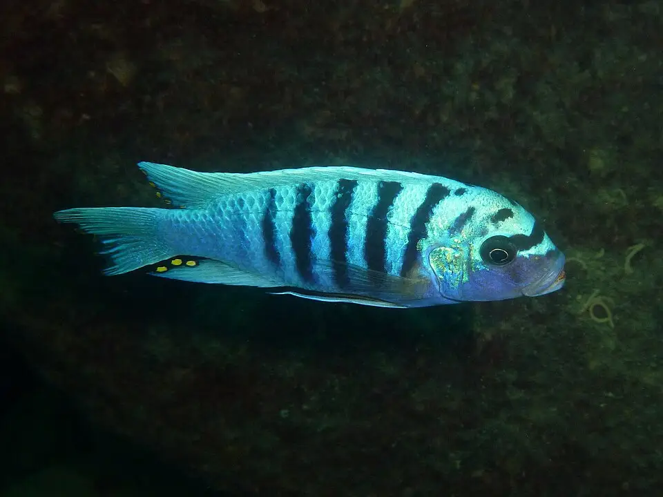 ઝેબ્રા મબુના (Maylandia zebra)