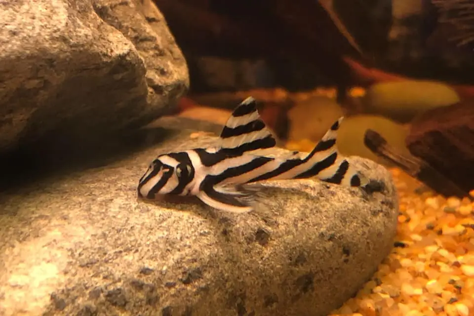 ଜେବ୍ରା ପ୍ଲେକୋ (Hypancistrus zebra)